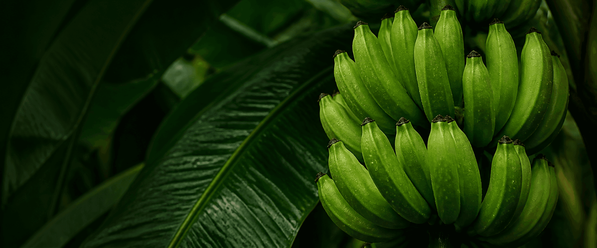 Fresh green Nendran plantains growing in Kerala